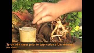 Styling Bonsai Trees - Another Skip Rat Gets it's Day.