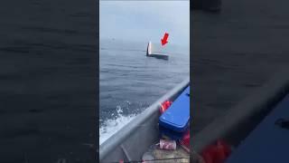 Don't get too close boat whale mouth // Sri info (Tamil)