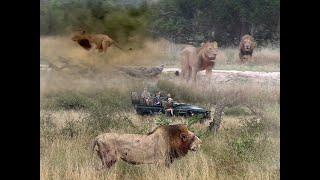 BREAKING: Unknown LION Coalition Draws First Blood