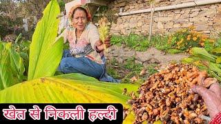 खेत से निकली हल्दी ll Almora pahadi lifestyle Vlog #trending #pahadiculture #almorauttarakhand