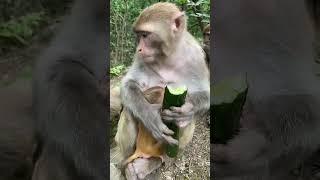 Cute baby monkey, funny monkey, Chinese monkey SY59