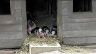 Vietnamese Pot-Bellied Pigs