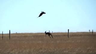 Wedge-Tailed Eagle Attacks Kangaroo in Sleaford, South Australia