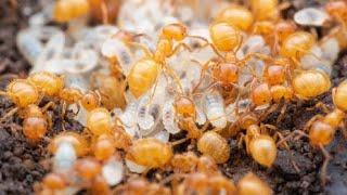 Lasius Flavus ants (yellow meadow ants)