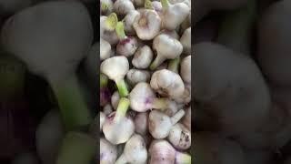 Garlic Price June 15, 2023