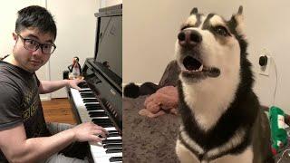 Piano Duet with a Crazy Husky Singing