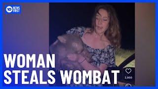 Australia Outraged After American Tourist Films Herself Stealing Baby Wombat | 10 News First