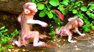 Beautiful Baby Monkey, Real special Cute Tiny baby learn to run and jump after mother, So Adorable