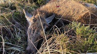 PilHunting: Riffel jagt, Rifle hunting, Jagd, Jakt