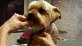 PetGroooming - Yorkie Head Grooming #98