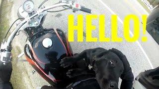 Biker Helps Dog | Runs out of gas