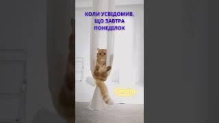 завтра понеділок  Мирного неба, безпеки  #антистрес #cat #simurg