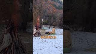 The homeless man and his golden retriever lit a fire to keep warm