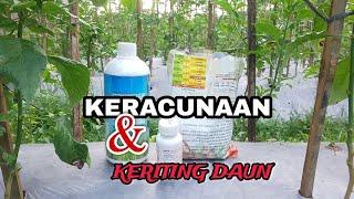 PERAWATAN CABE YANG TERKENA KRITING DAUN DI MUSIM KEMARAU