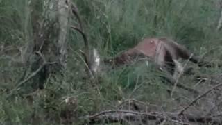 Polowanie na jelenie - rykowisko / Die Jagd auf Hirsh / Hunting on red deer / La chasse aux cerfs