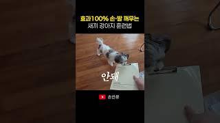 100% 효과! 손발 깨무는 새끼강아지 훈련방법