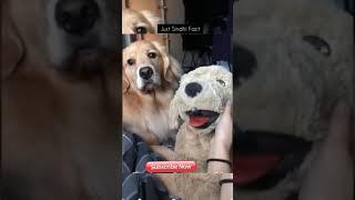जनवर क इन हरकत क दखन क लए नसब लगत ह | Most Amazing Animal Moments #shorts