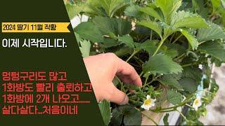 현재까지 딸기 재배 남 달랐다 멍터리구에 1화방 출뢰는 또 빨라??? 11월 관리 방법 공유합니다