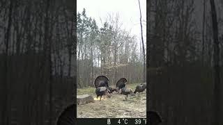 Two Tom’s Strutting for the Hens #shorts #shortsfeed #turkey #wildlife