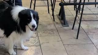 "So who wants to pet me next?" Beautiful dog loves being petted