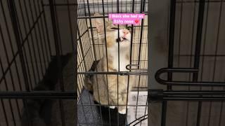 Shelter kitty with an itchy nose ️