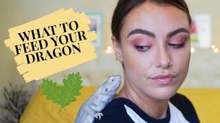 WHAT TO FEED YOUR BEARDED DRAGON | An Overview