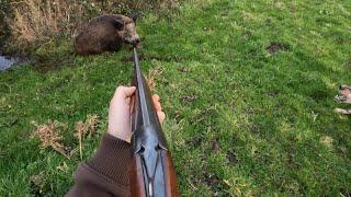 Chasse au sanglier dans la manche