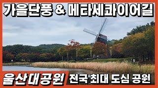 전국최대 도심공원 울산대공원의 가을단풍 그리고 메타세콰이어길