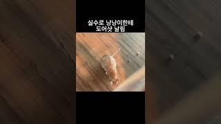 튼튼한 고양이와 칠푼이 집사의 퇴근 후 재회