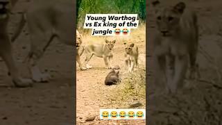 Mr Warthog vs The king Lions Whole Family  #13
