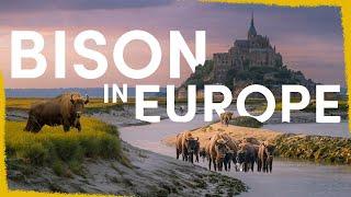 How the return of the Bison will transform Europe