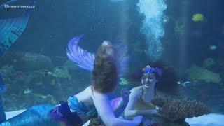 Mermaids coming to the Virginia Aquarium in Virginia Beach!