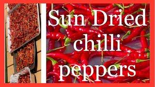 Effective way to use your garden produce - Sun drying chilli peppers.