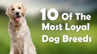 10 Of The Most Loyal Dog Breeds