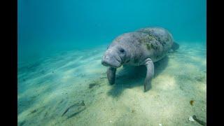 4ocean Helps Save the Manatee Club