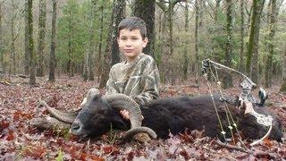 8 yr old Bow hunting Corsican Ram in Texas see ARROW IMPACT on this exotic sheep