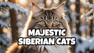 Episode 14: Siberian Cats - Majestic Companions from the Heart of Russia 