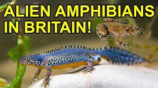 4 Non Native UK Amphibians