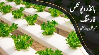 Hydroponics Farming in Pakistan - Commercial Production |Bakhabar Kissan|