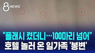"플래시 켰더니…100마리 넘어" 호텔 놀러온 일가족 '봉변' / SBS 8뉴스