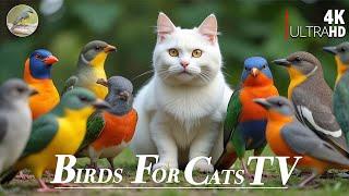 Cat TV for Cats  Birds & Squirrels Buffet by the Branches4 Hours 4K HDR