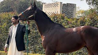 Best Horse For breeding At Tm Stud farm in Lahore