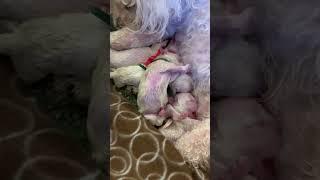 Newborn Bichon Frise Puppies  feeding