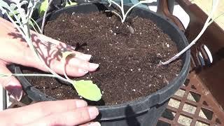 Transplanting Dusty Miller Plants To A Container, How To Grow Dusty Miller