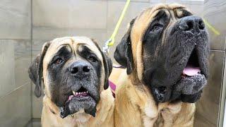 Bathing two giant, adorable, and slobbery English Mastiff dogs