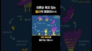 이론상 죽지 않는 생물ㄷㄷ #해파리 #홍해파리 #불사 #바다 #바다생물