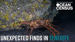 UNEXPECTED Finds in Tenerife I Ocean Census