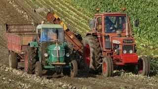 Vintage Sugar Beet Harvest - Whole Process Of Veteran Sugar Beet Harvest