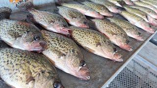 Catch Loads Of Crappie For Dinner Easy With This Fall Fishing Technique! CRAPPIE FISHING 2024