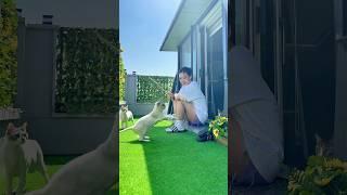 냥이들 위한 테라스 대청소(속시원)Cleaning the Terrace for Cats #shorts